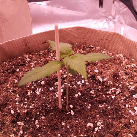 Lemon Cherry Cookies Automatic growlog timeline photo