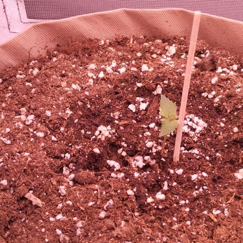 2Fast4Buds Automix 4 growlog timeline photo