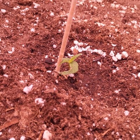Purple Punch Auto growlog timeline photo