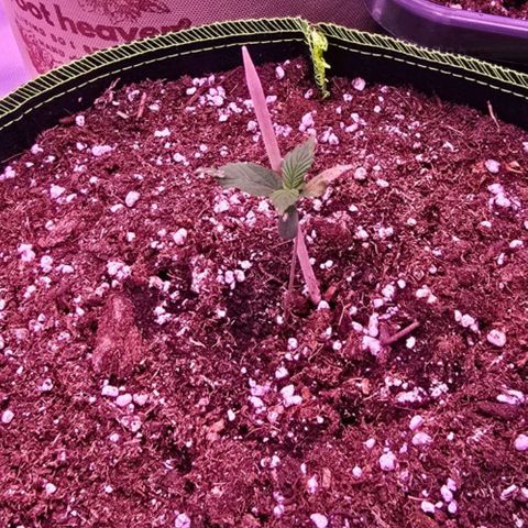2Fast4Buds Automix 1 growlog timeline photo