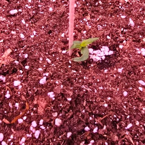 Purple Punch Auto growlog timeline photo