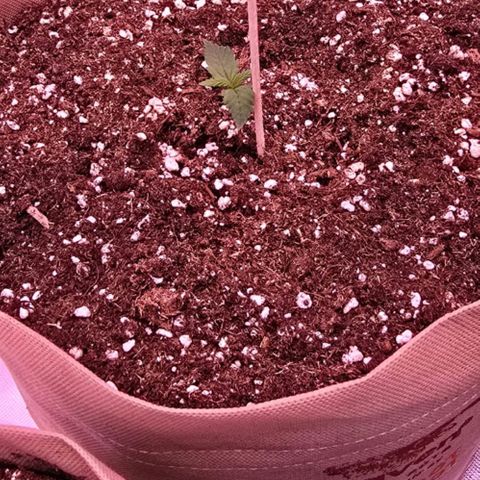 2Fast4Buds Automix 4 growlog timeline photo
