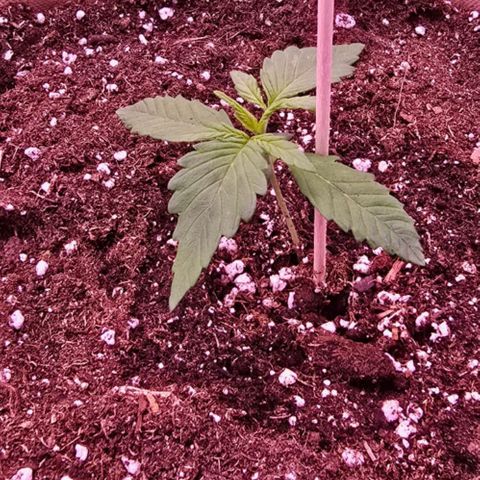 Lemon Cherry Cookies Automatic growlog timeline photo