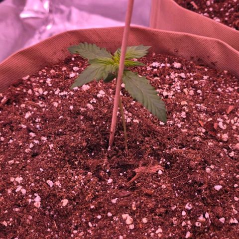 Smart Lady growlog timeline photo