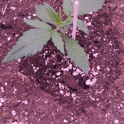 Gorilla Cookies Automatic growlog timeline photo