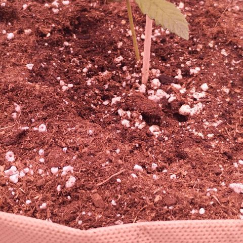 Gorilla Cookies Automatic growlog timeline photo