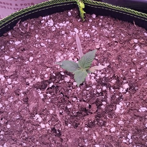 2Fast4Buds Automix 1 growlog timeline photo