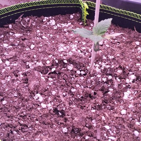 2Fast4Buds Automix 1 growlog timeline photo