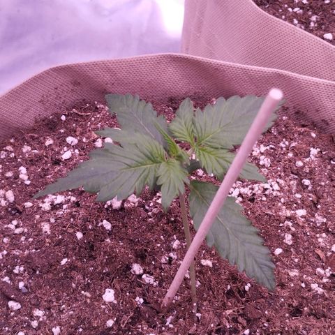 Smart Lady growlog timeline photo