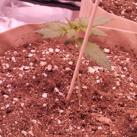 Smart Lady growlog timeline photo