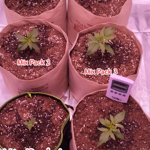 2Fast4Buds Automix 4 growlog timeline photo
