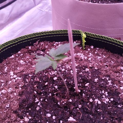 2Fast4Buds Automix 1 growlog timeline photo