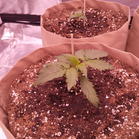 Smart Lady growlog timeline photo