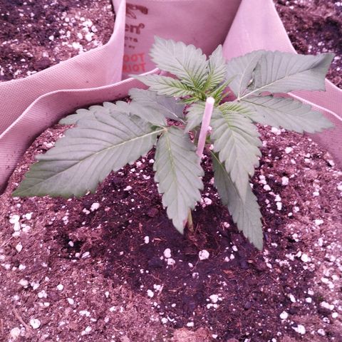 Lemon Cherry Cookies Automatic growlog timeline photo