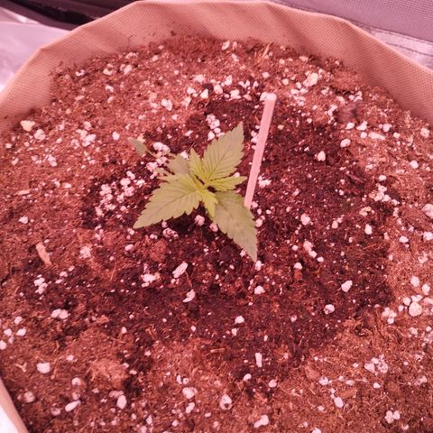2Fast4Buds Automix 4 growlog timeline photo