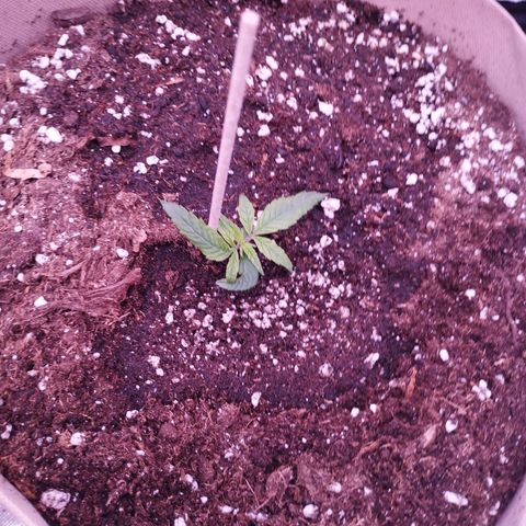 Purple Punch Auto growlog timeline photo