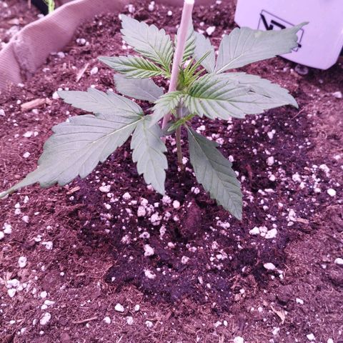 Gorilla Cookies Automatic growlog timeline photo