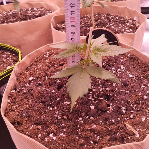 Gorilla Cookies Automatic growlog timeline photo