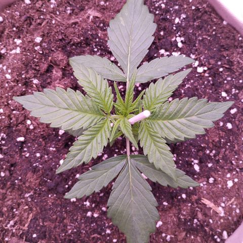 Gorilla Cookies Automatic growlog timeline photo