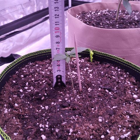 2Fast4Buds Automix 1 growlog timeline photo