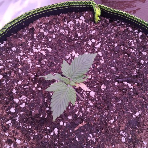 2Fast4Buds Automix 1 growlog timeline photo