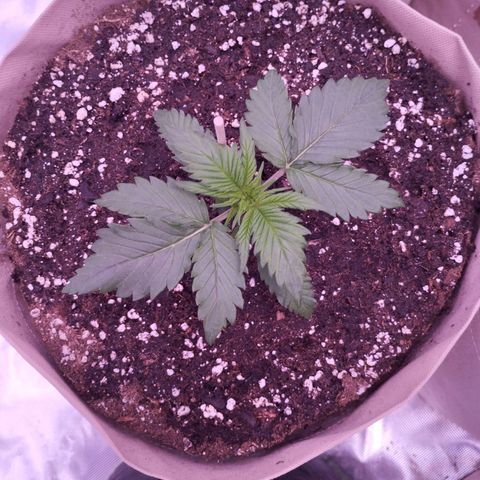 Smart Lady growlog timeline photo