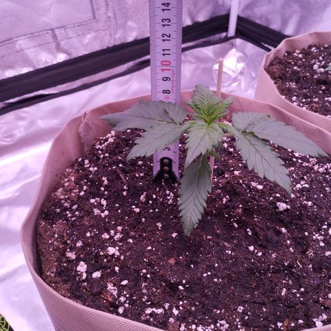 Smart Lady growlog timeline photo