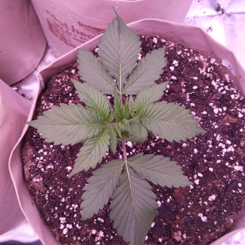 Lemon Cherry Cookies Automatic growlog timeline photo