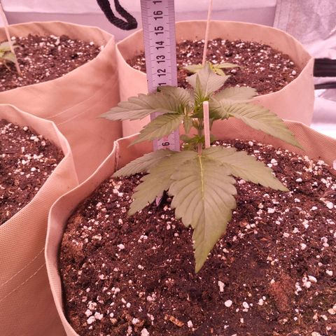 Lemon Cherry Cookies Automatic growlog timeline photo