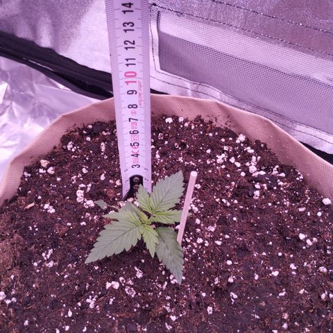2Fast4Buds Automix 4 growlog timeline photo