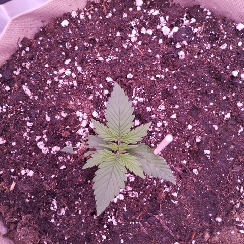 2Fast4Buds Automix 4 growlog timeline photo