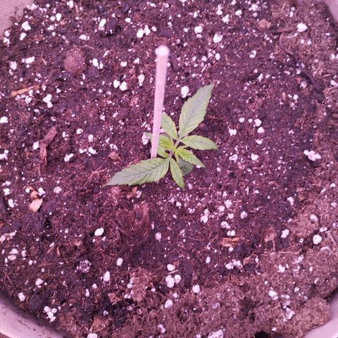 Purple Punch Auto growlog timeline photo
