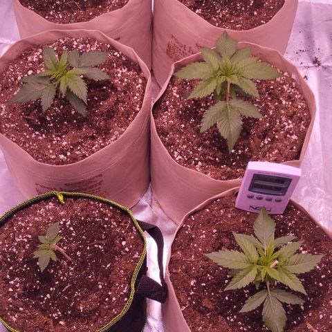 2Fast4Buds Automix 4 growlog timeline photo