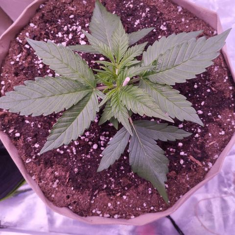 Gorilla Cookies Automatic growlog timeline photo