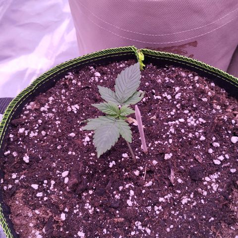 2Fast4Buds Automix 1 growlog timeline photo