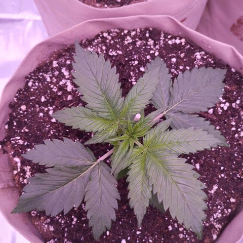Smart Lady growlog timeline photo