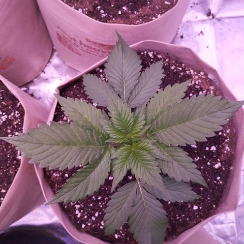 Lemon Cherry Cookies Automatic growlog timeline photo