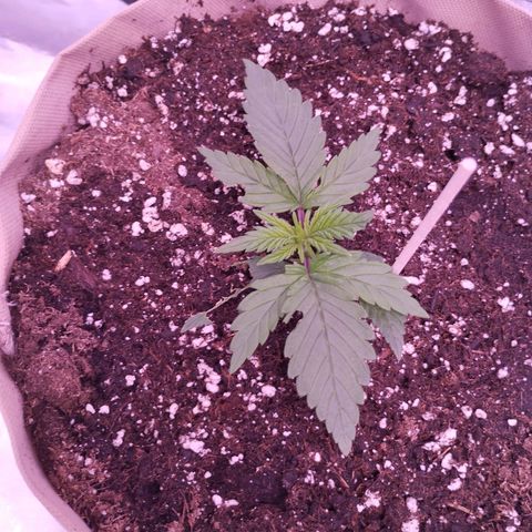 2Fast4Buds Automix 4 growlog timeline photo