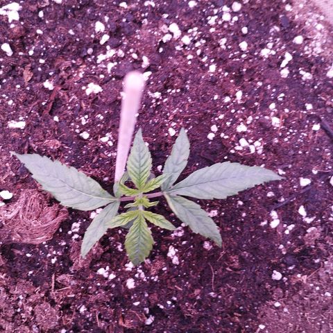 Purple Punch Auto growlog timeline photo