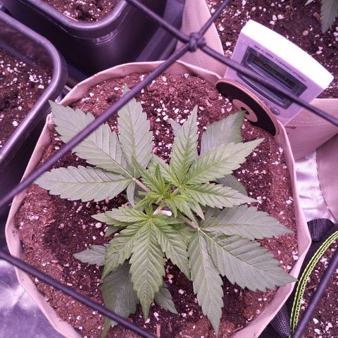 Gorilla Cookies Automatic growlog timeline photo