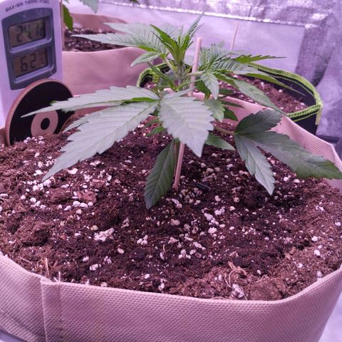 Gorilla Cookies Automatic growlog timeline photo