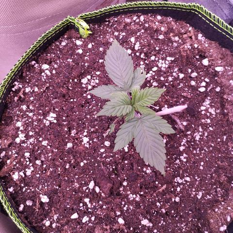 2Fast4Buds Automix 1 growlog timeline photo