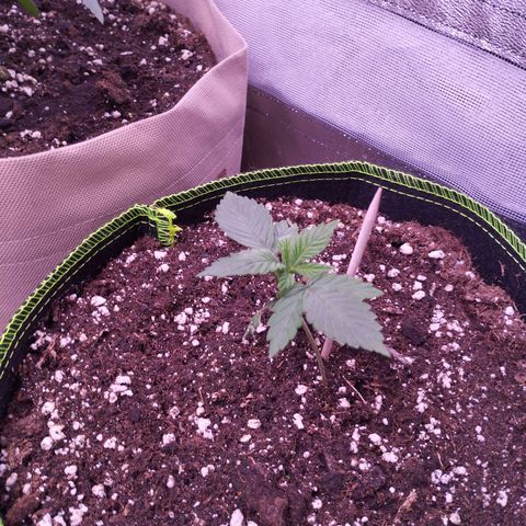 2Fast4Buds Automix 1 growlog timeline photo