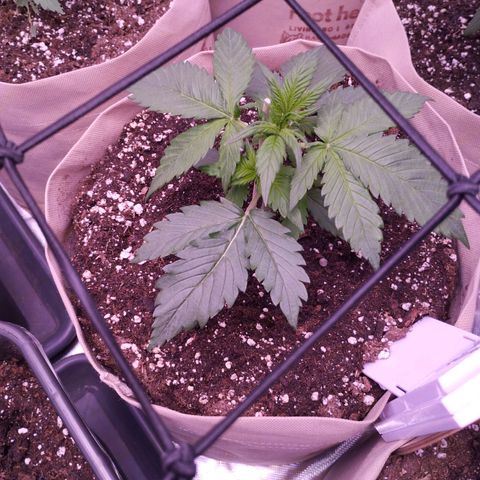 Smart Lady growlog timeline photo