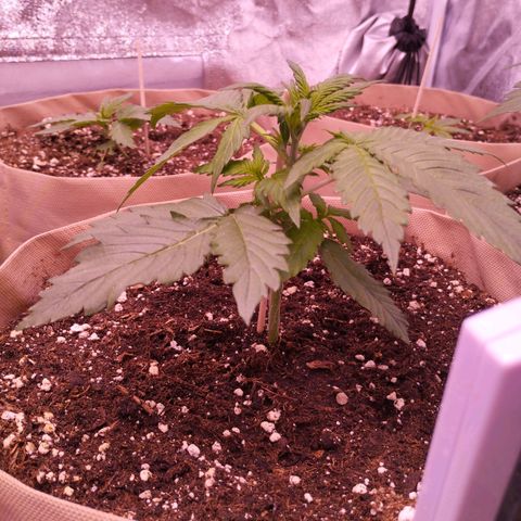 Smart Lady growlog timeline photo