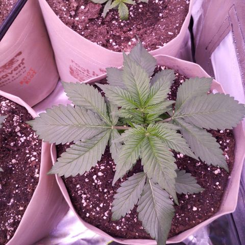 Lemon Cherry Cookies Automatic growlog timeline photo