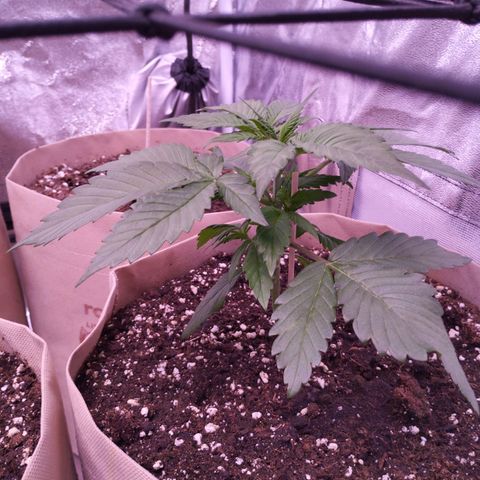 Lemon Cherry Cookies Automatic growlog timeline photo