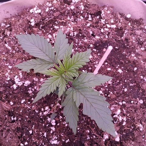 2Fast4Buds Automix 4 growlog timeline photo