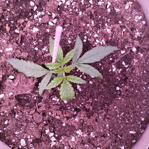 Purple Punch Auto growlog timeline photo
