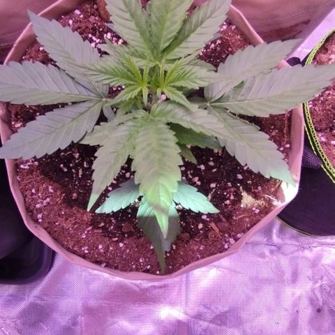 Gorilla Cookies Automatic growlog timeline photo